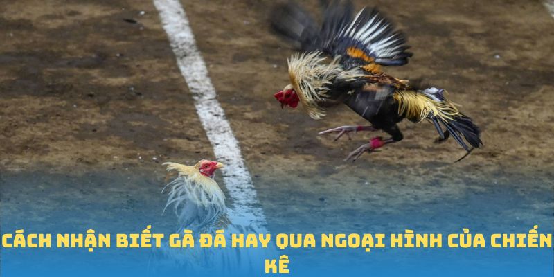 Cách nhận biết gà đá hay qua chi tiết về ngoại hình của chiến kê